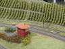 Weinreben 1 Internet